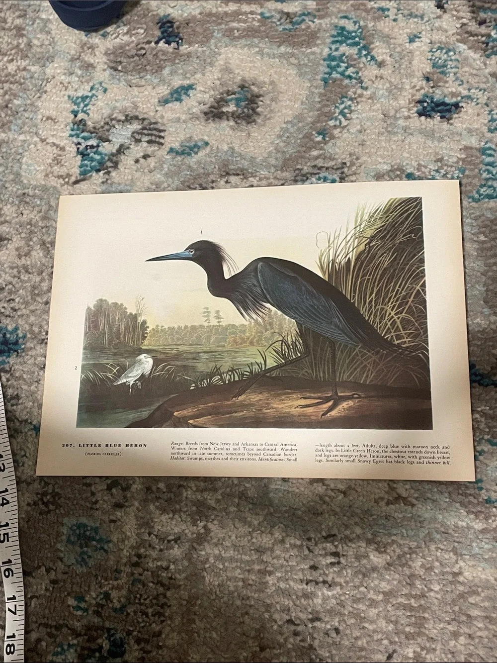 🖤5/$25 Vintage bird print Wall Decor